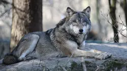 Le loup, un animal qui dérange ?