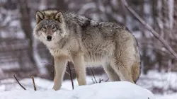 Le loup, un animal qui dérange ?