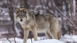 Le loup, un animal qui dérange ?