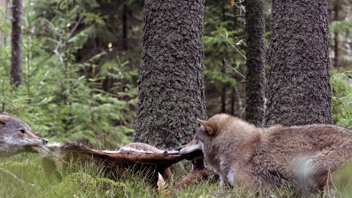Visuel de Le loup, un vagabond sans frontière