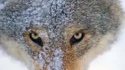 Le loup, un vagabond sans frontière