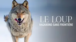 Le loup, un vagabond sans frontière