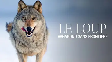 Le loup, un vagabond sans frontière