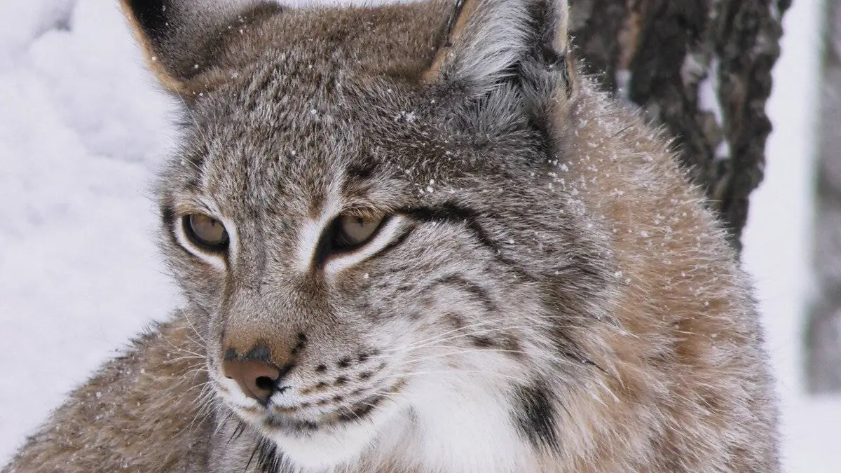 Le Lynx boréal, la reine du Grand Nord
