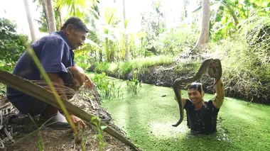 A la recherche des serpents marins