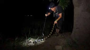Bongare candide, le tueur silencieux