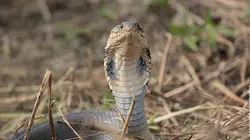 Le maître des serpents