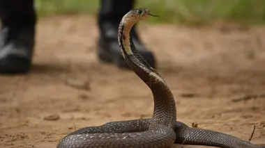 A la recherche des cobras de Sukhothai