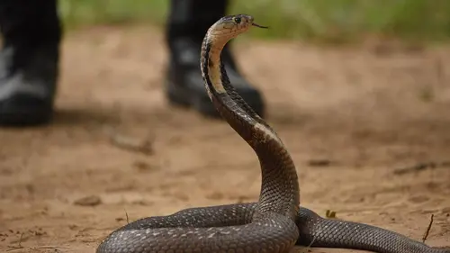 Le Maître des serpents A la recherche des cobras de Sukhothai