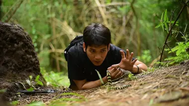 Le cobra cracheur d'Indochine
