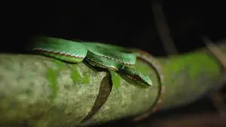 Le maître des serpents