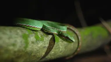 La redoutable vipère de Malaisie