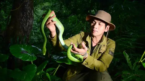 Le Maître des serpents Le python, roi de la forêt