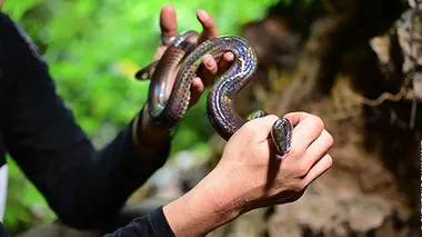 Le coureur à queue rayée