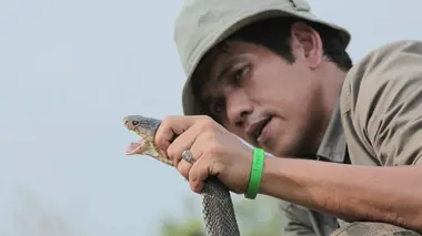 Au secours des serpents pendant la mousson