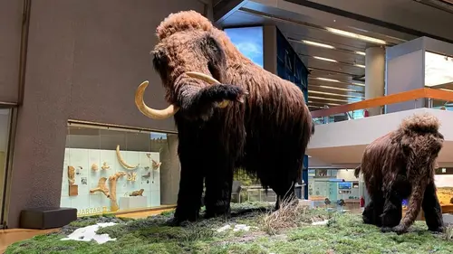 Le mammouth, une résurrection en laboratoire ?