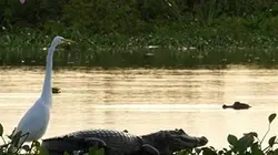 Visuel de Le marais d'Akam