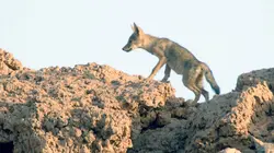 Le Maroc sauvage Le désert du Sahara