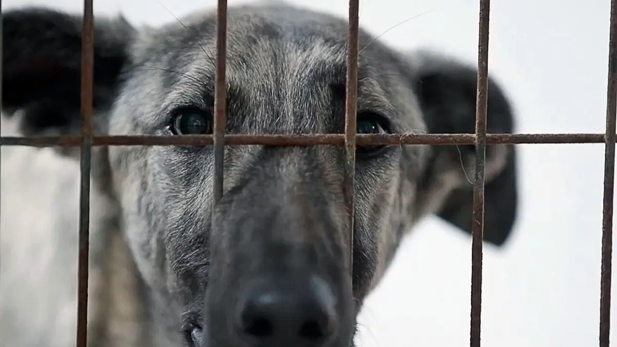Le martyr des lévriers espagnols