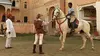 2014 • Le Marwari, prince déchu des Indes