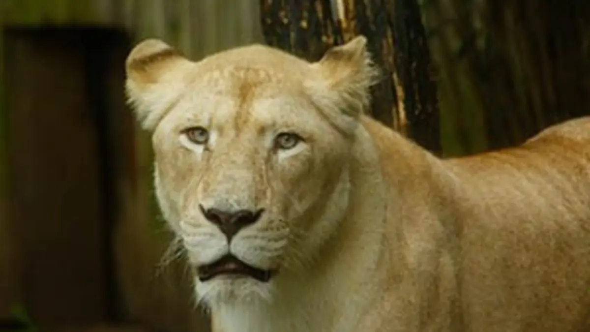Le meilleur d'une saison au zoo E02