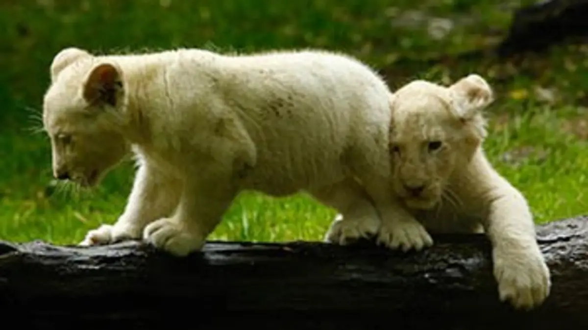 Le meilleur d'une saison au zoo E03