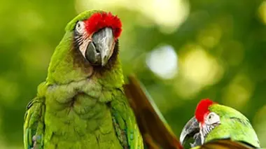 Le meilleur d'une saison au zoo