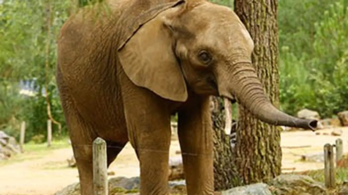 Le meilleur d'une saison au zoo E06