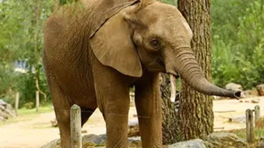 Le meilleur d'une saison au zoo