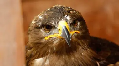 Le meilleur d'une saison au zoo