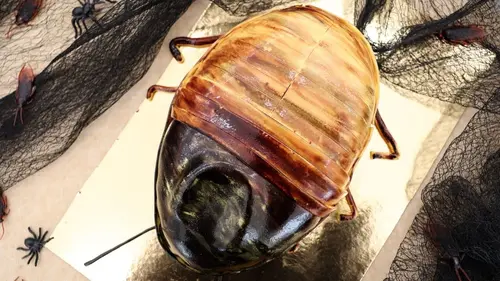 Le meilleur pâtissier S11E07 Peur sous la tente