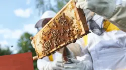 Le meilleur pâtissier : la revanche des finalistes