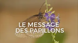 Le message des papillons