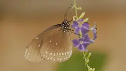 Le message des papillons