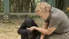 Le messager E01 Muriel Robin sur la terre des bonobos (2016)