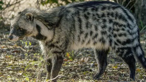 Le monde caché des étranges créatures d'Afrique