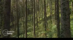 Le monde de Jamy Secheresse et incendies : les super-pouvoirs de nos forêts !