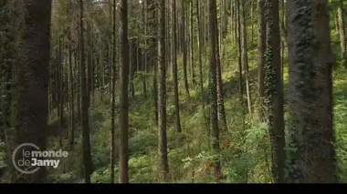 Secheresse et incendies : les super-pouvoirs de nos forêts !