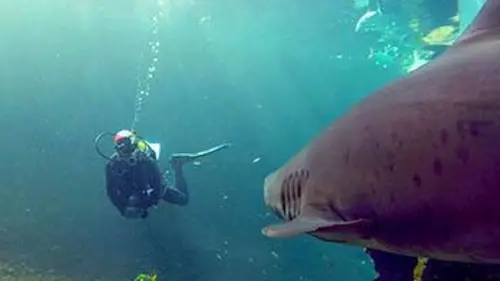 Le monde de Nausicaa