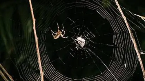 Le monde des araignées