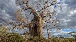 Visuel de Le monde des arbres