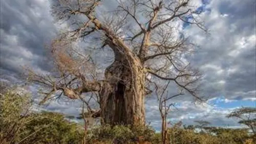 Le monde des arbres S01E01 Le baobab au tronc creux