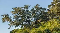 Visuel de Le monde des arbres
