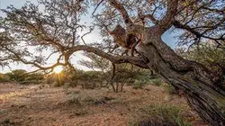 Visuel de Le monde des arbres