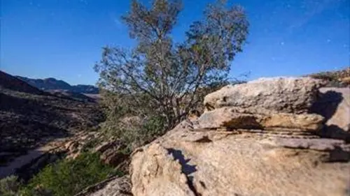 Le monde des arbres S01E05 Le figuier brise-roche