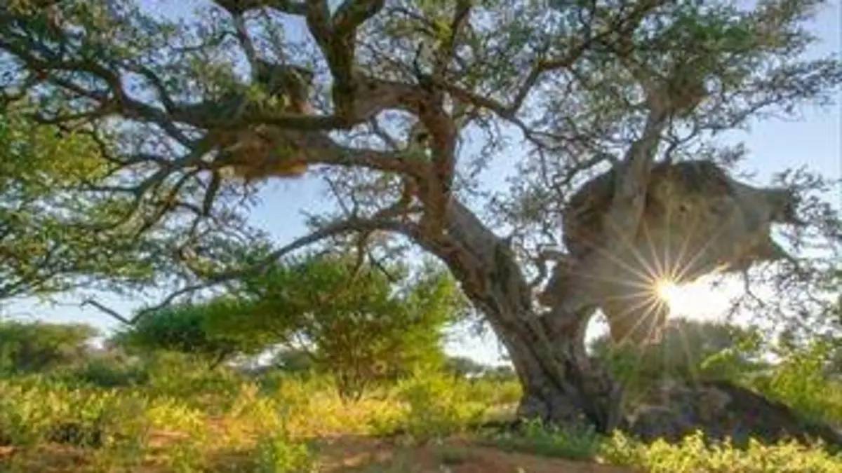 Le monde des arbres S01E03 L'arbre à saucisses