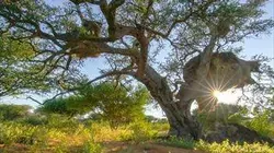 Visuel de Le monde des arbres