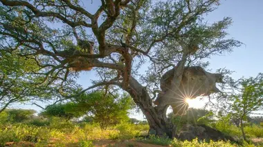 Le désespoir des singes