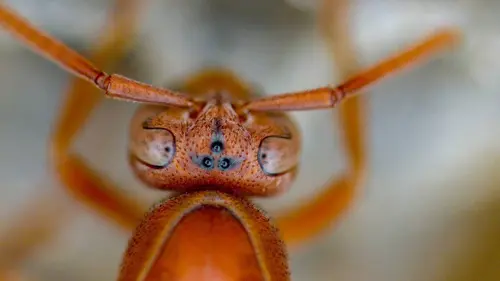 Le monde des arbres S02E02 Le pionnier des mangroves