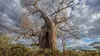 Le baobab au tronc creux